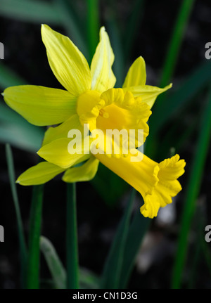 narcissus peeping tom dwarf cyclamineus Div 6 early hybrid long narrow trumpet flared reflexed petals golden yellow Stock Photo