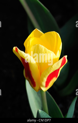 tulipa stresa kaufmanniana group tulips red yellow bicolor bicolored spring closeup flowers blooms blossoms tulip Stock Photo