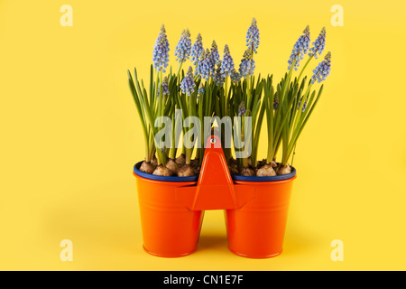 Blue grape hyacinths on yellow background Stock Photo