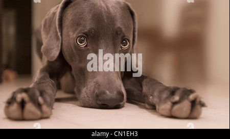 Dog Laying on Floor Stock Photo