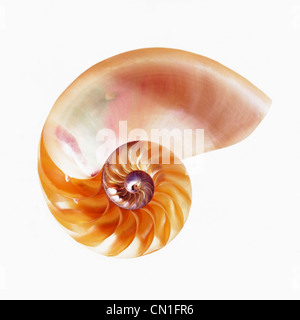 Nautilus Shell with Inner Ribs Stock Photo