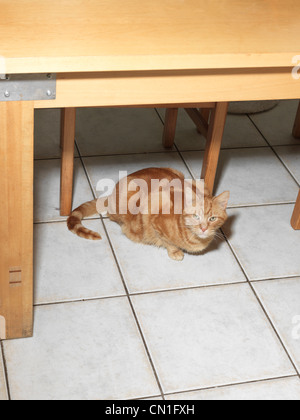 Ginger Tom Cat Sitting Under Kitchen Table Stock Photo