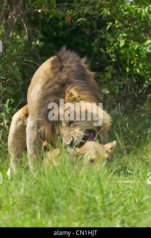 African Lions mating Stock Photo - Alamy