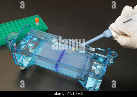 Gel electrophoresis.  DNA samples being loaded by micropipet into the wells of a gel Stock Photo