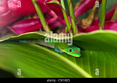 Day Gecko in Torch Ginger, Kauai, Hawaii Stock Photo