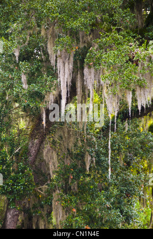 Spanish moss, Tillandsia usneoides, grows on large trees in full sun or partial shade, Tallahassee, Florida, USA Stock Photo