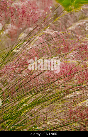 Pink muhly grass, Muhlenbergia capillaris, Gainesville, Florida, USA Stock Photo