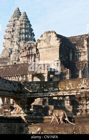 Cambodia, Siem Reap Province, Angkor Temples complex, monkey in Angkor Wat site Stock Photo