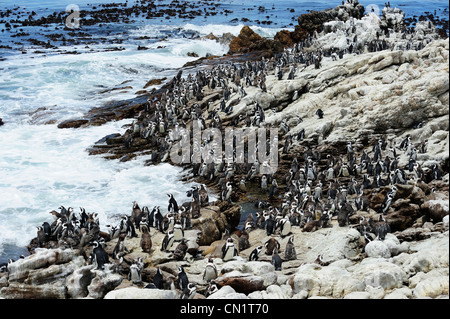 African penguin colony at Stoney Point on Betty's Bay, Western Cape, South Africa Stock Photo
