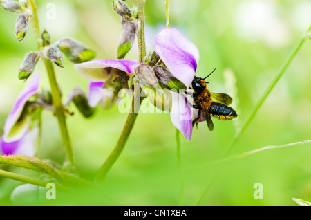leaf-cutting bees or Megachilidae macro in green nature or in the garden Stock Photo