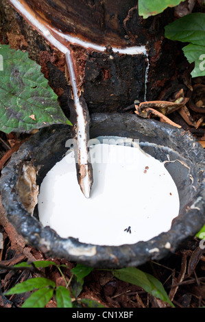 Cambodia, Ratanakiri Province, near Banlung, latex being collected from a tapped rubber tree Stock Photo