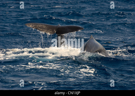 Sperm Whale (Physeter macrocephalus) and calf diving into Grenada trench off Dominica Stock Photo