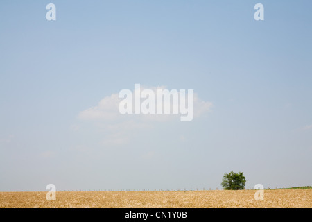 Lone tree in field, New York, USA Stock Photo
