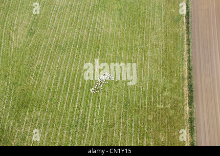 Aerial view of sheep in field, UK Stock Photo