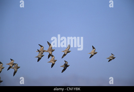 Crowned Sandgrouse (Pterocles coronatus) flock in flight Sinai Egypt Stock Photo