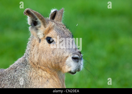 Mara - Dolichotis patagonum Stock Photo