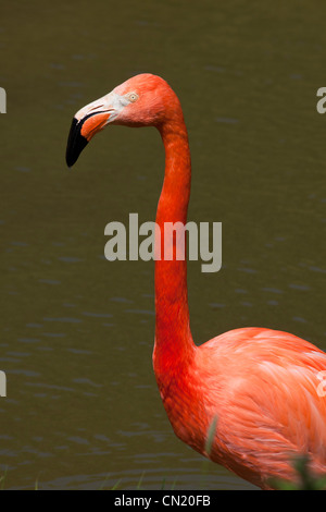 Caribbean Flamingo - Phoenicopterus ruber - also known as American Flamingoes Stock Photo