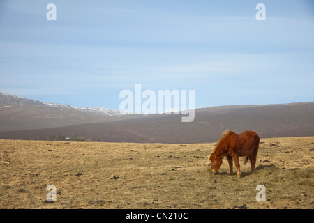 Icelandic horse, Iceland Stock Photo