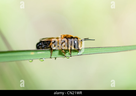 leaf-cutting bees or Megachilidae macro in green nature or in the garden Stock Photo