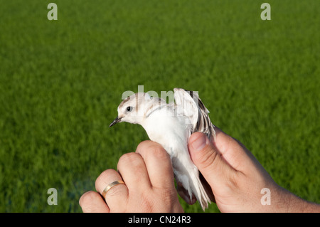 Ornithologist handling a Kentish Plover in a ricefield environment after measuring and ringing and before releasing it back. Stock Photo