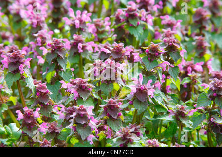 Lamium purpureum - Red Dead Nettle Stock Photo