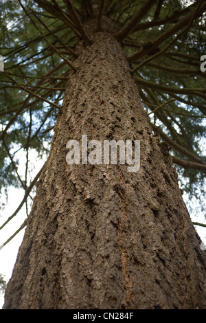 Tree, low angle view Stock Photo