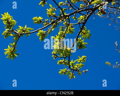 Fresh green oak leaves in spring against a clear blue sky Stock Photo