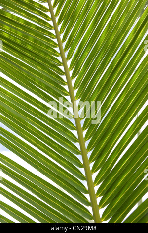Palm leaf, close up Stock Photo