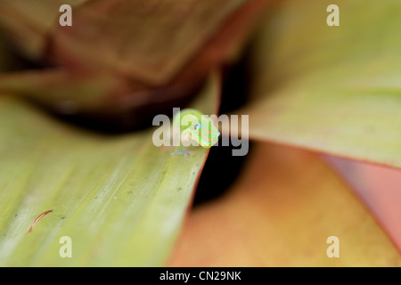 Gecko on leaf Stock Photo