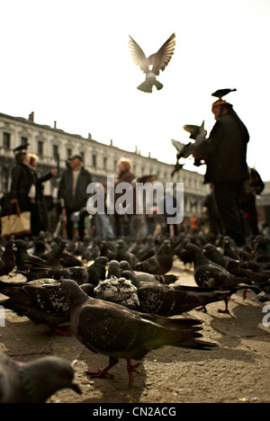 Pigeons in San Marco Square Stock Photo