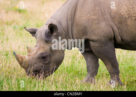 Black Rhinoceros - Diceros bicornis - grazing Stock Photo