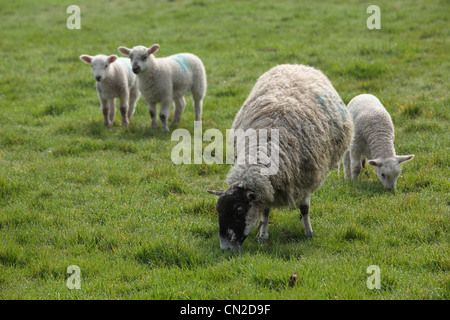 A ewe and her lambs in a field in Nidderdale, Yorkshire Stock Photo