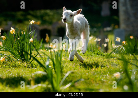 A lamb frolicking in the spring sunshine Stock Photo