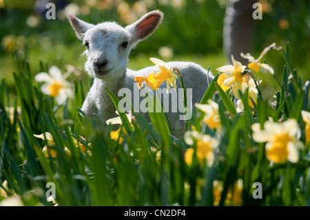 A lamb frolicking in the spring sunshine Stock Photo