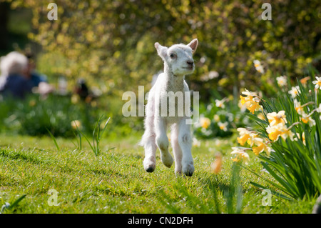 A lamb frolicking in the spring sunshine Stock Photo