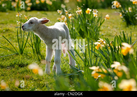 A lamb frolicking in the spring sunshine Stock Photo