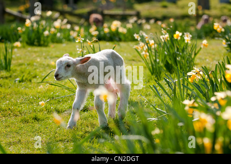 A lamb frolicking in the spring sunshine Stock Photo