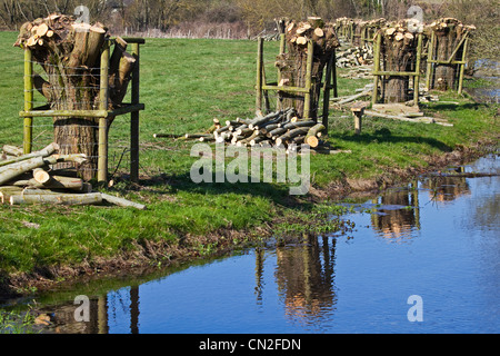 Willow trees on a riverside that have just been pollarded by the River Ebble in Wiltshire, UK Stock Photo