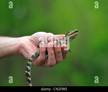 Baby alligator, Alligator mississippiensis, approximately six months old. Stock Photo