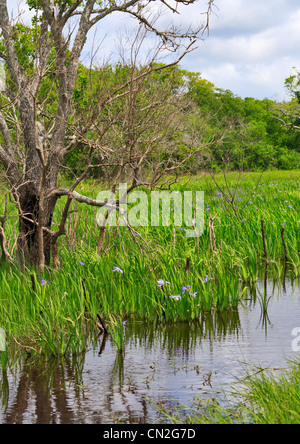 Irises growing in a marshy pond in late spring in Texas Stock Photo