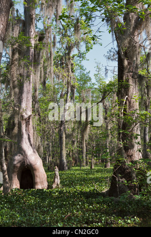 Bald Cypress trees and Water Hyacinth in Lake Martin, Louisiana. Stock Photo