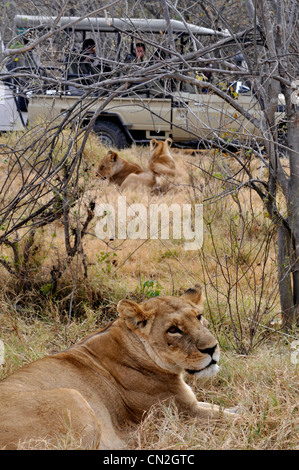 Wild lions in africa near tourists in open topped vehicles Stock Photo