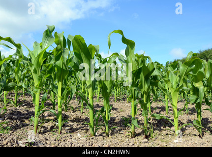 a young crop of maize Stock Photo