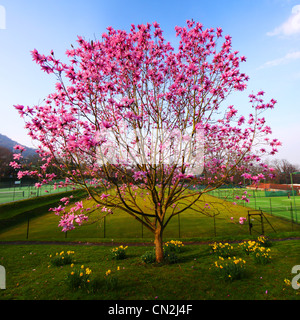 Magnolia tree in full bloom Stock Photo