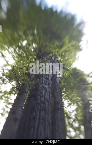 A vertical low angle of tall redwood trees reaching the sky Stock Photo ...