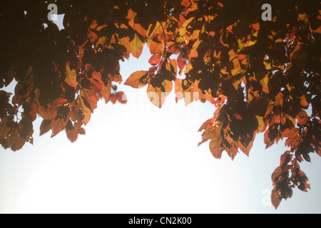 Leaves on tree, low angle view Stock Photo