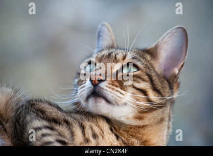 A close up portrait of a Brown Spotted Bengal cat, looking upwards to the side Stock Photo