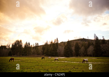Horses grazing in field Stock Photo