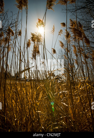Tall weed stalks semi-silhouetted against a flaring sun in the daytime sky. Stock Photo
