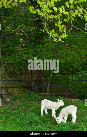 Two lambs in field Stock Photo